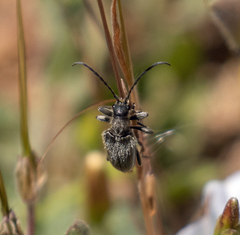 Brachysomida californica