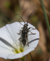 Brachysomida californica