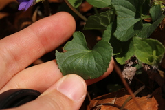 Viola affinis