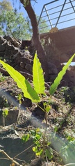 Vasconcellea quercifolia