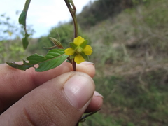 Ludwigia erecta