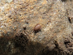 Myrmecophilus pergandei