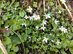 Houstonia serpyllifolia