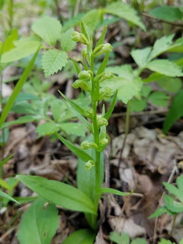 Dactylorhiza viridis iNat (1)