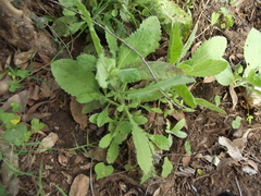 Pseudoconyza viscosa
