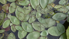 Polypedilum braseniae