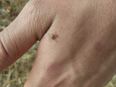 Amblyomma cajennense