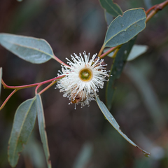 Eucalyptus cosmophylla