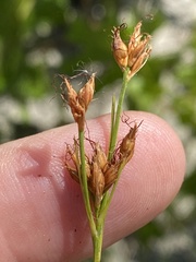 Rhynchospora plumosa