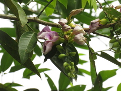Clitoria fairchildiana