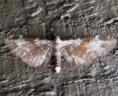 Eupithecia nevadata