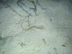 Corythoichthys flavofasciatus