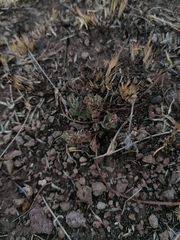 Euphorbia velleriflora