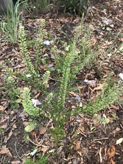 Lepidium virginicum virginicum