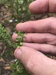Lepidium virginicum virginicum