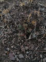 Euphorbia velleriflora