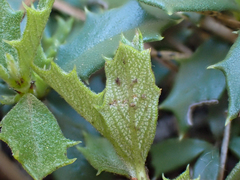 Ceanothus prostratus