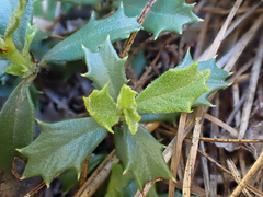 Ceanothus prostratus