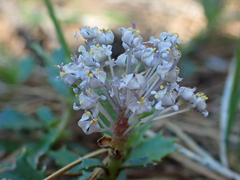 Ceanothus prostratus