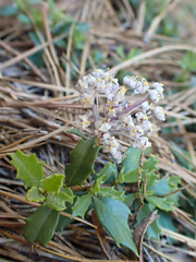 Ceanothus prostratus