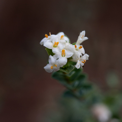 Pimelea flava dichotoma