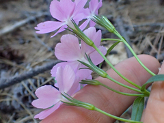 Phlox speciosa