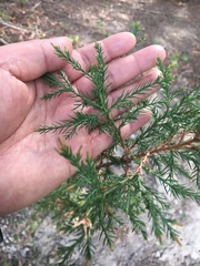Juniperus