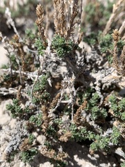Artemisia pygmaea