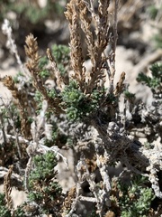 Artemisia pygmaea