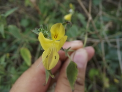 Tetramerium glandulosum