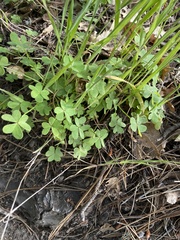 Oxalis pes-caprae