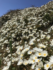Cistus salviifolius