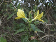 Tetramerium glandulosum