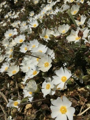 Cistus salviifolius