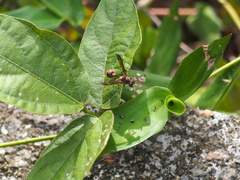 Ropalidia hongkongensis