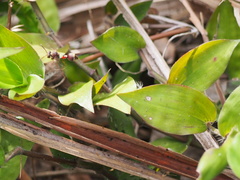 Ropalidia hongkongensis