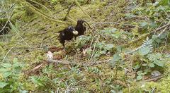 Corvus corax principalis