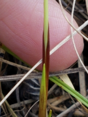 Carex richardsonii