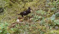 Corvus corax principalis