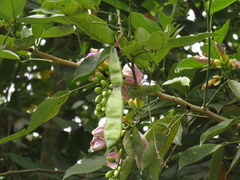 Clitoria fairchildiana