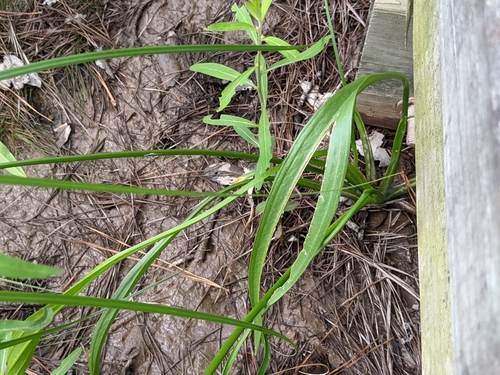 Image of Sagittaria papillosa by (c) Alison Northup, some rights reserved (CC BY)