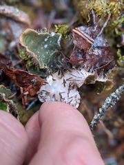 Peltigera elisabethae