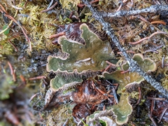 Peltigera elisabethae