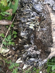 Trametes versicolor