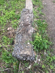 Trametes versicolor