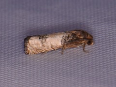 Epiblema desertana