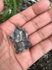 Trametes versicolor