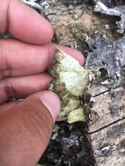 Trametes versicolor