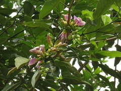 Clitoria fairchildiana