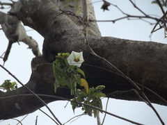 Ipomoea arborescens